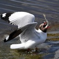 Brown-headed Gull swallows a Naked Carp, Quanji River, Gangcha County, Haibei Tibetan Autonomous Prefecture, Qinghai Province, China